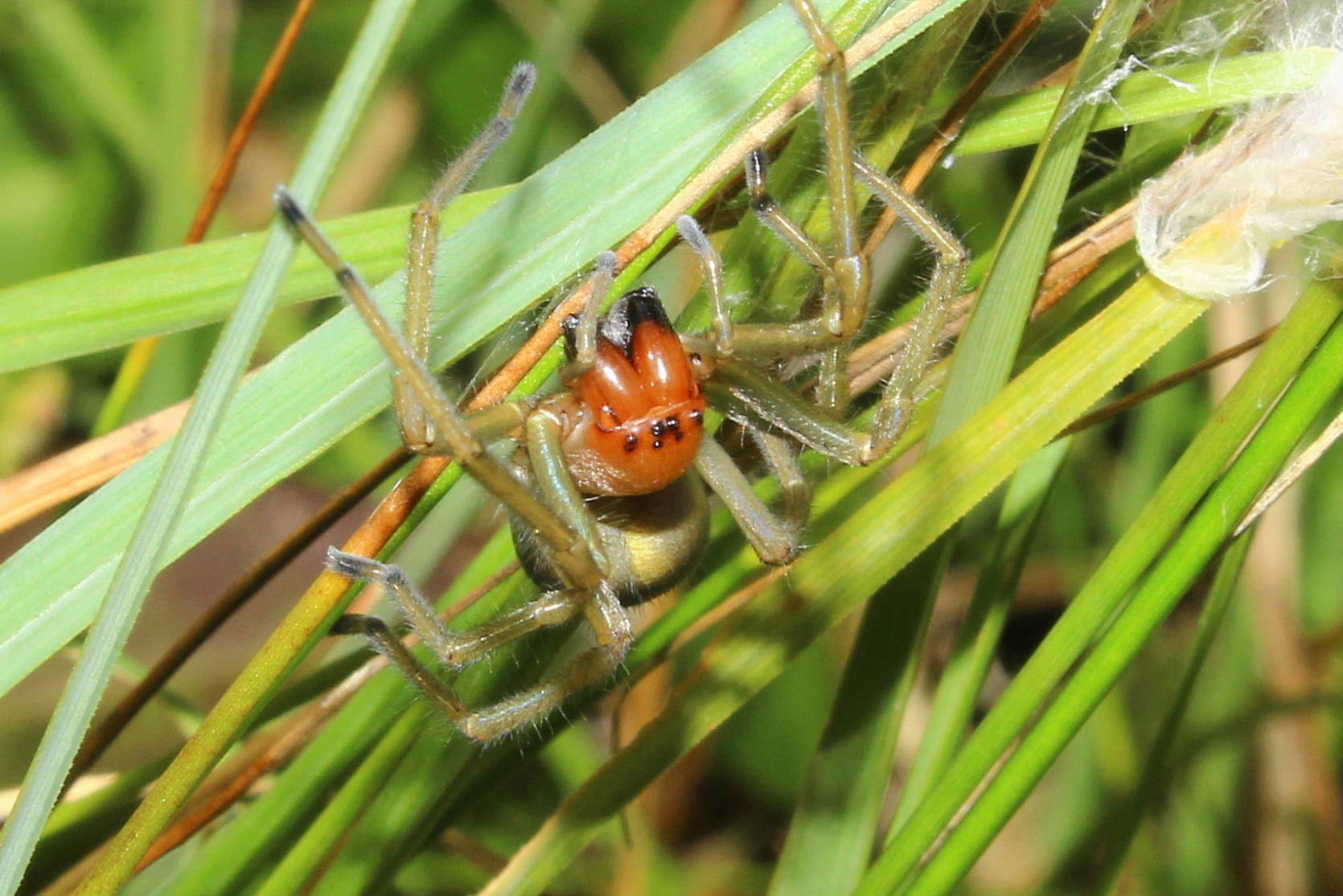 Cheiracanthium punctorium - Monte Beigua, Prariondo (GE)